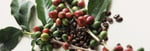 senseo our story roasting