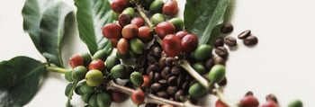 senseo our story roasting